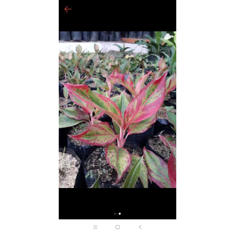 aglonema siam aurora