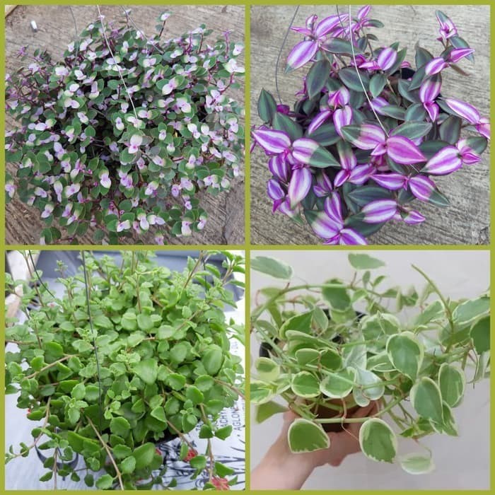 paket 4 tanaman gantung