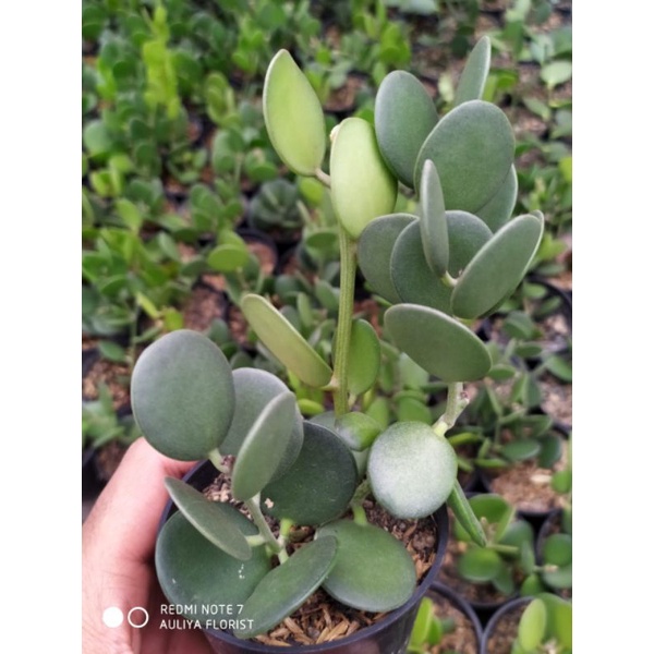 sukulen xerocycios danguyi ( sukulen koin dolar )