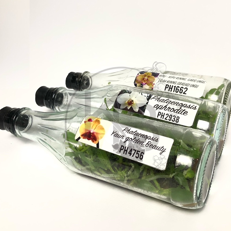 Anggrek Bulan Premium Botol | Anggrek Botolan Murah