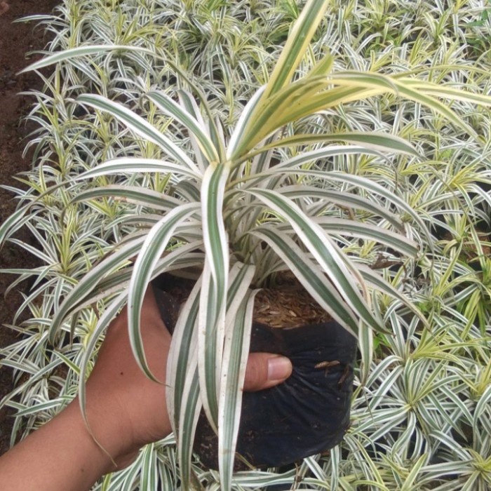 tanaman hias suji belut varigata - suji belut putih