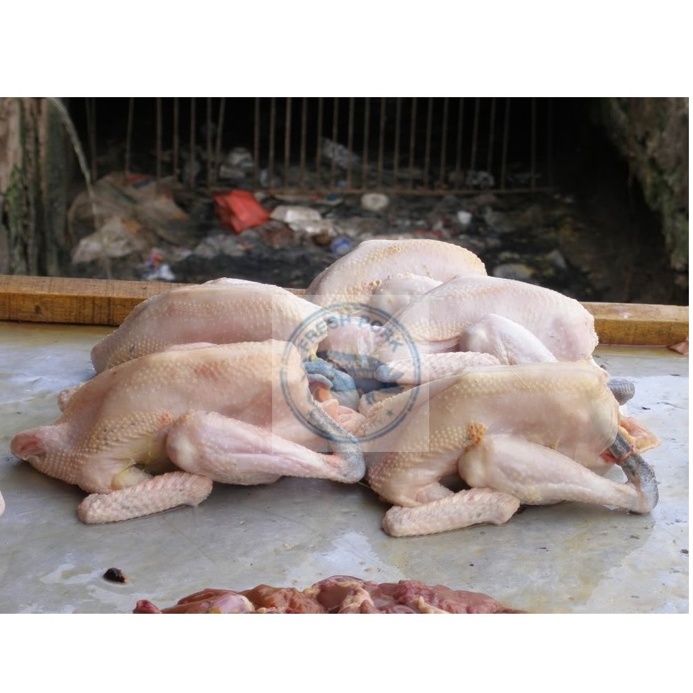 

AYAM KAMPUNG SEGAR 700 - 800 GRAM - CHICKEN VILLAGE