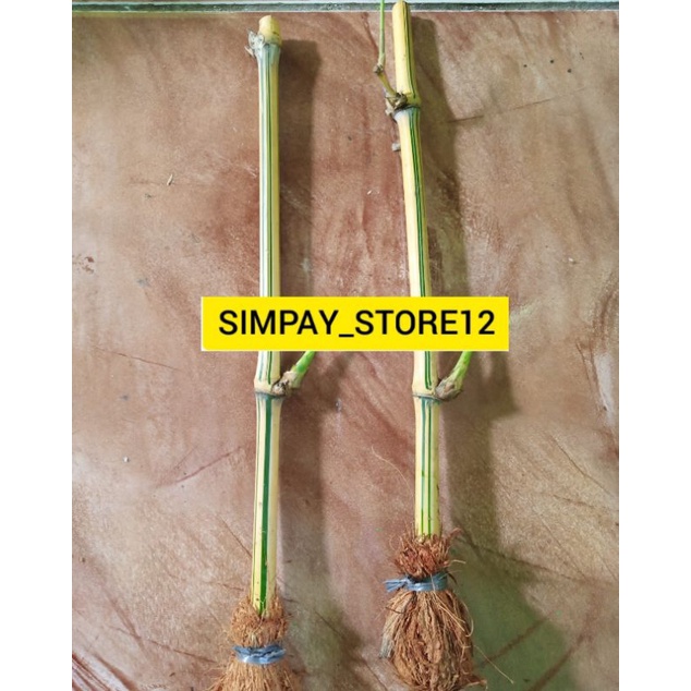 Bibit bambu kuning bambu mini