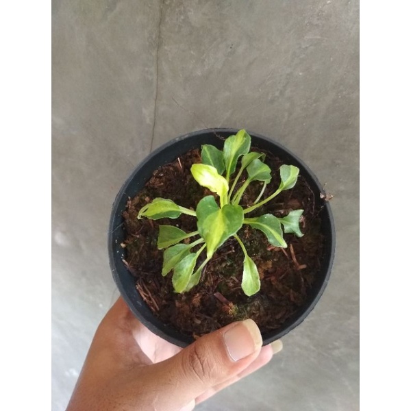 phillodendron xanadu varigata