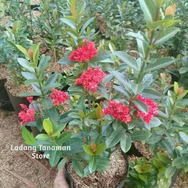 Tanaman bunga asoka india pohon soka india bunga merah