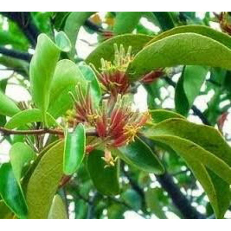 

daun benalu segar / kering 100 gram