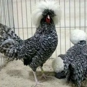 

telur ayam poland original