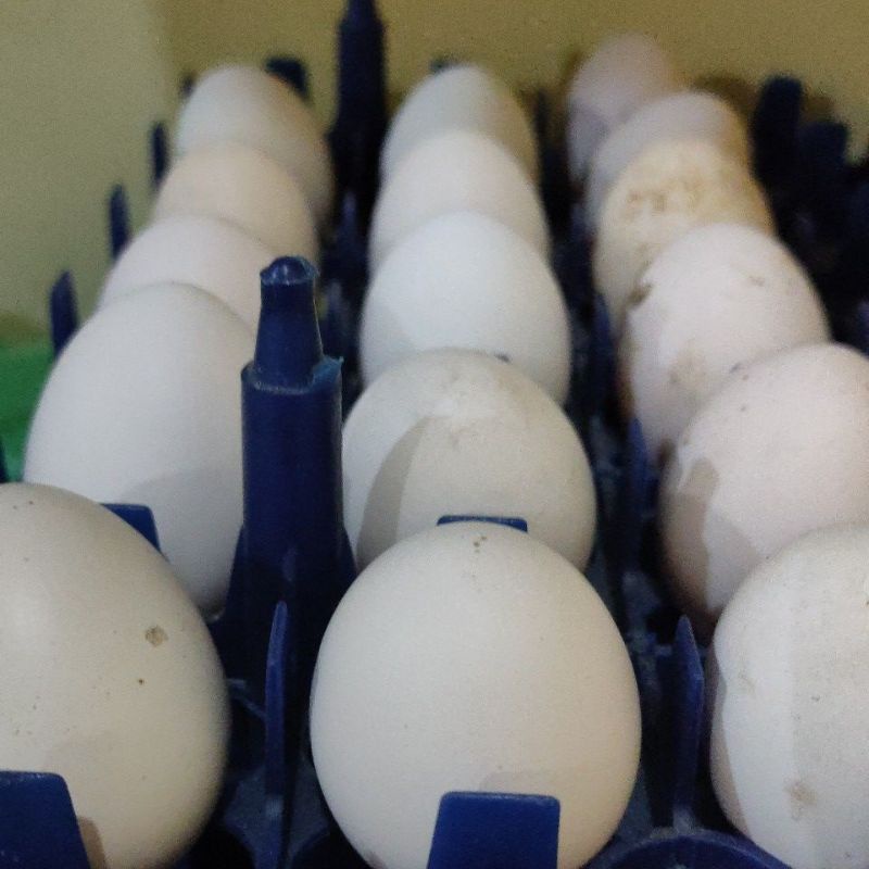

12 Telur Ayam Kampung Asli Kabanjahe