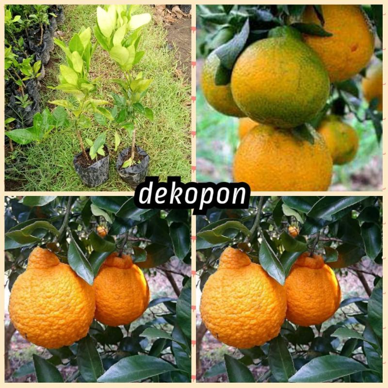 bibit jeruk dekopon okulasi murah