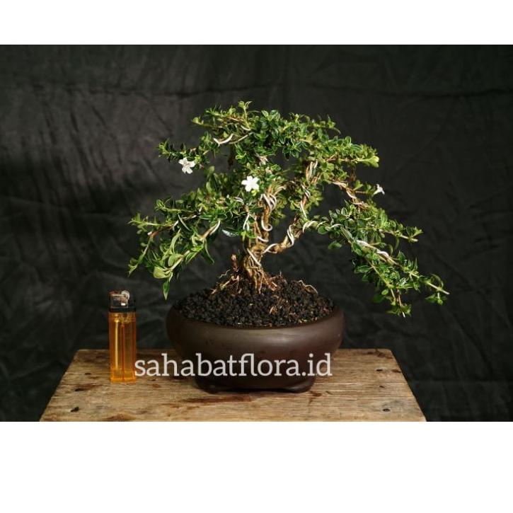[PRODUK DZJEU] Bonsai Hingkip Sudah Jadi | Bonsai Mame Mirten | Bonsai Melati Jepang | Bonsai Mirten