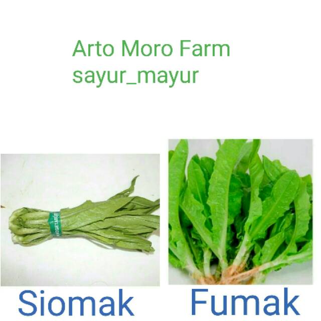 Siomak //selada Wangi dan fumak