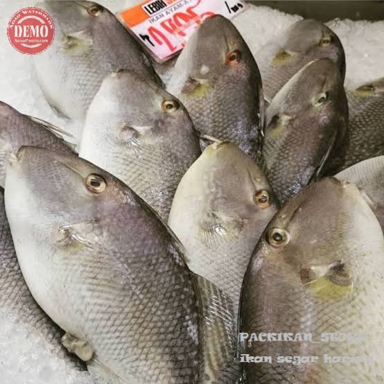 

Ikan Etong Segar Ayam Ayam