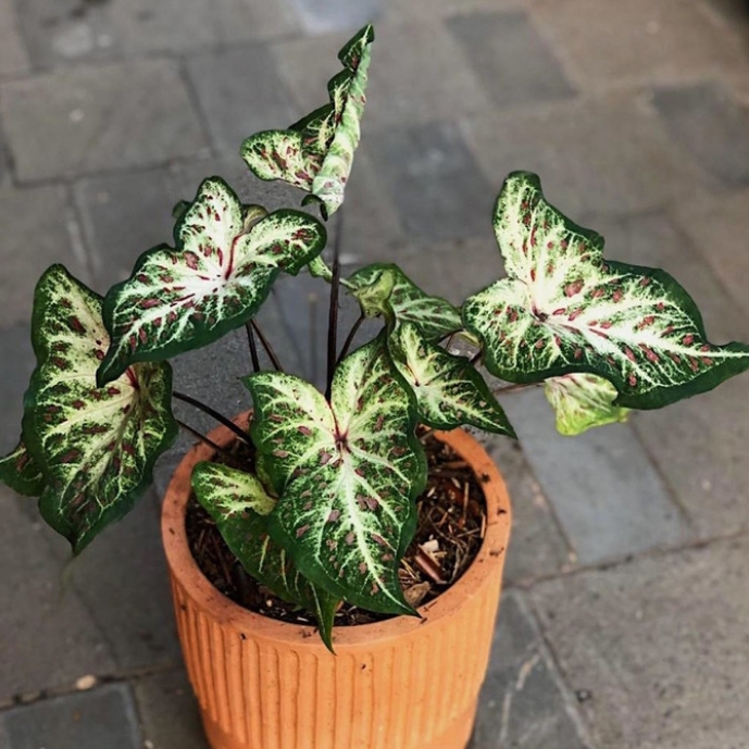 Tanaman hias keladi wayang putih - keladi wayang