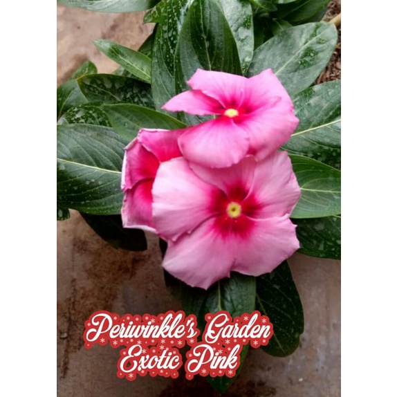 BENIH FRESH BUNGA CANTIK VINCA JUNTAI/GANTUNG EXOTIC PINK