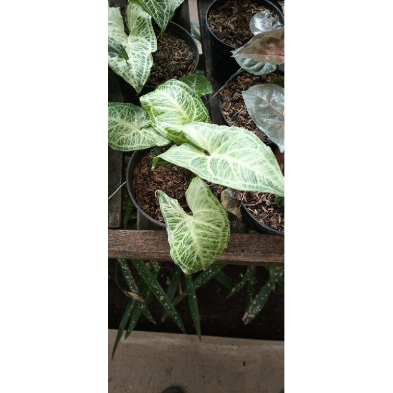 Syngonium Batik Original