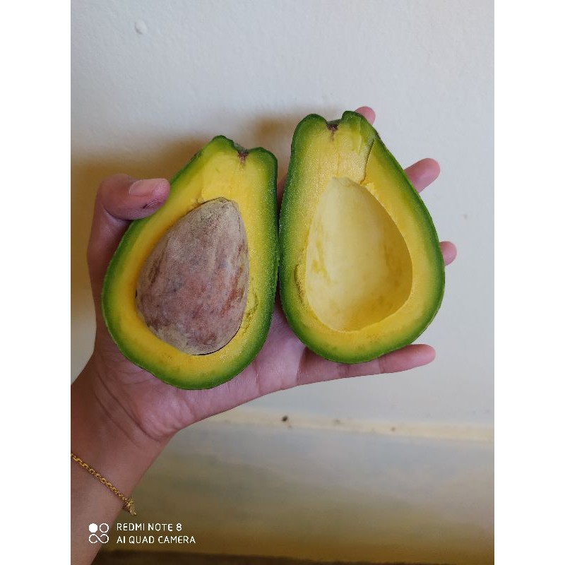 

ALPUKAT MENTEGA MURIA (Garansi)