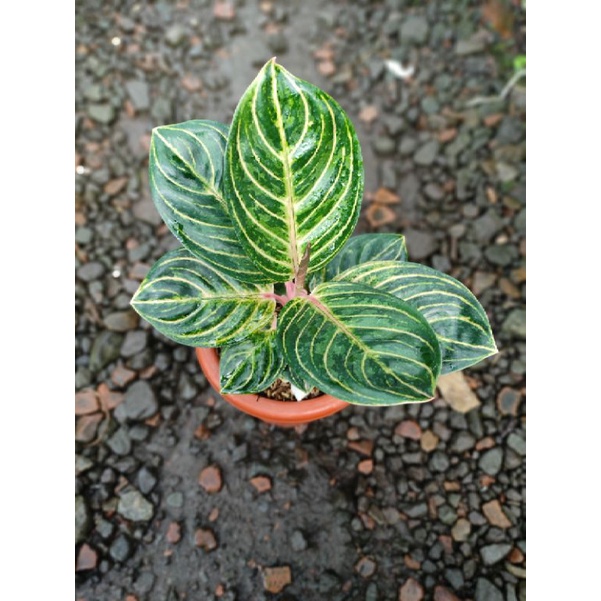 Aglonema Rinjani Real Pict