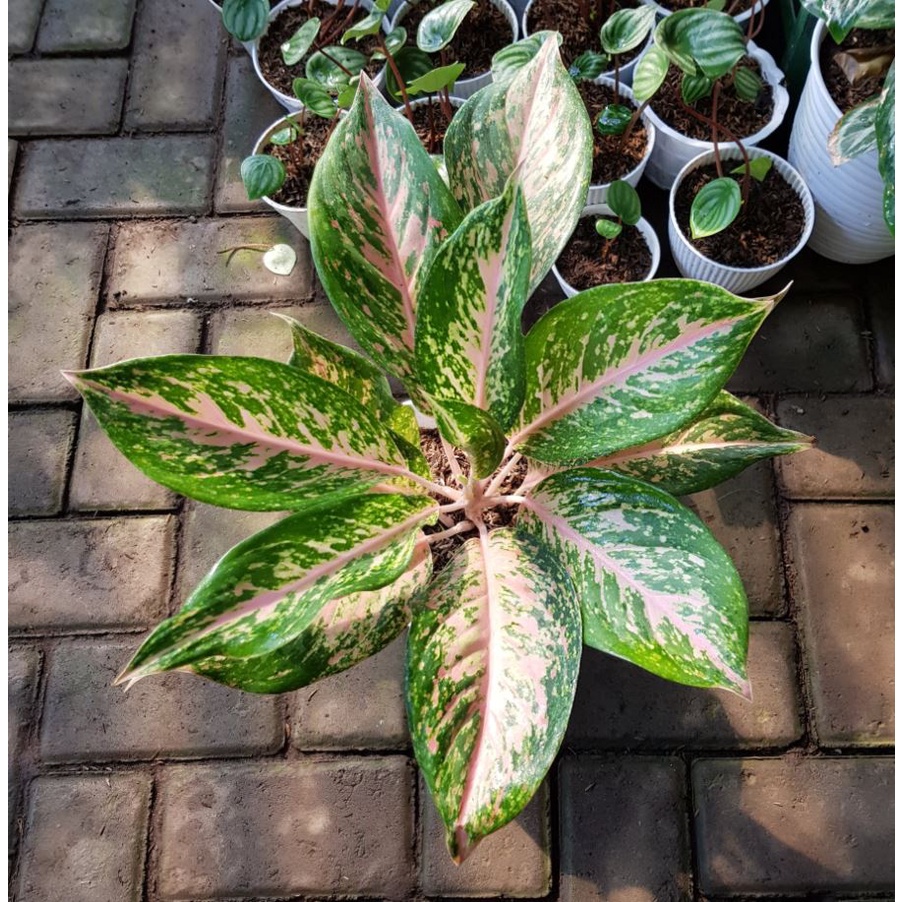 TANAMAN HIAS AGLONEMA TWINGKLE PINK,BIG PAPA,SIAM AURORA