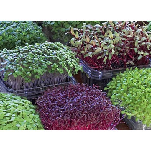BS-BYL Benih Microgreen Sayur Organik Sprout Seed Bibit Sayuran Microgreens Alfalfa Broccoli Bok Pak Choy Red Cabbage Radish dll-6