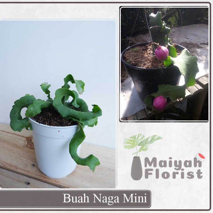 Buah Naga Mini