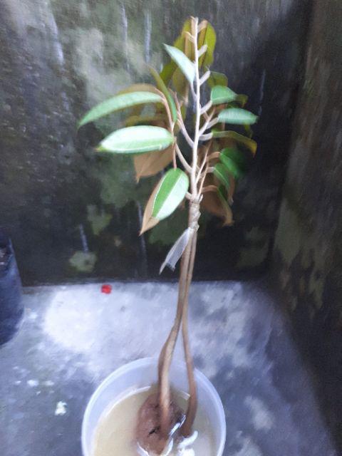 Bibit Durian Musangking Kaki3 Terlaris