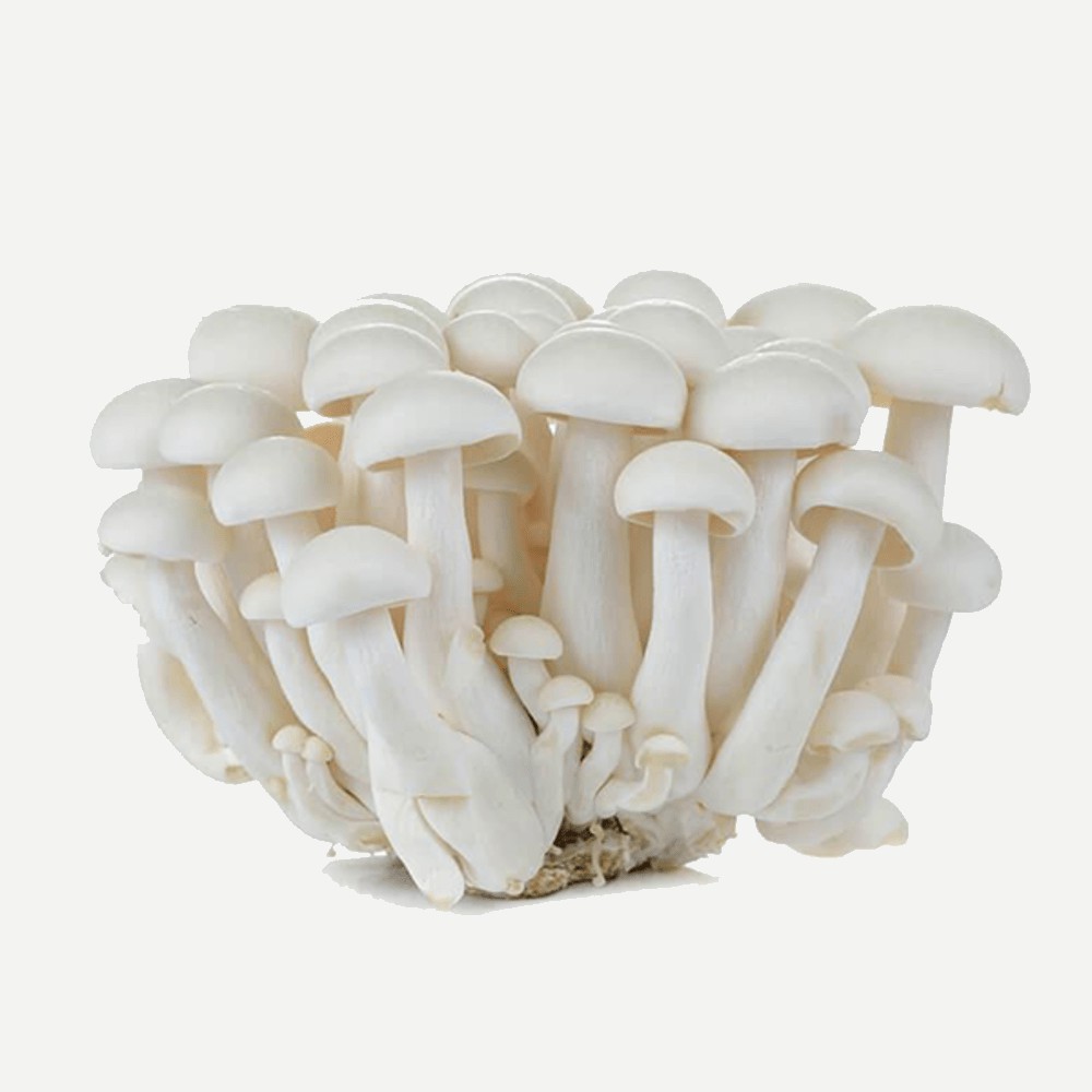 

Jamur Simeji Segar [ 150gr ]