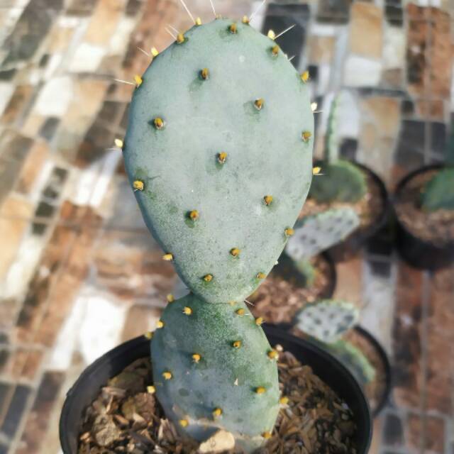 Kaktus - Sukulen - Opuntia Robusta