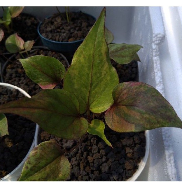 hokeri varigata pink grade A