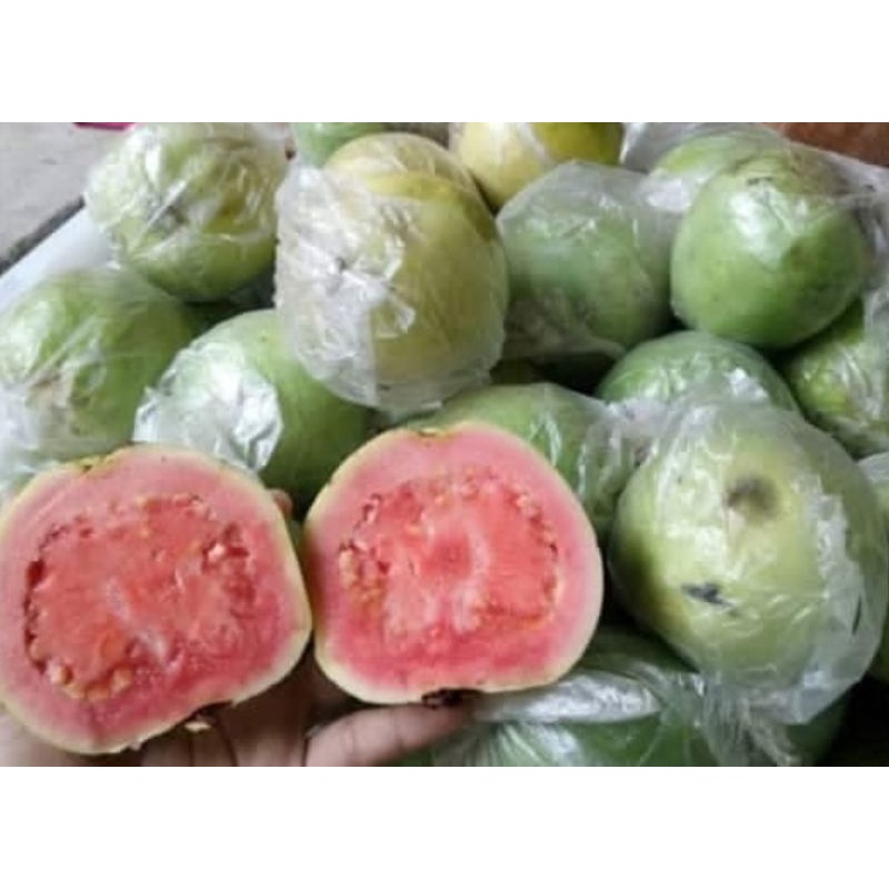 

JAMBU BIJI MERAH 1kg/buah jambu merah super fresh