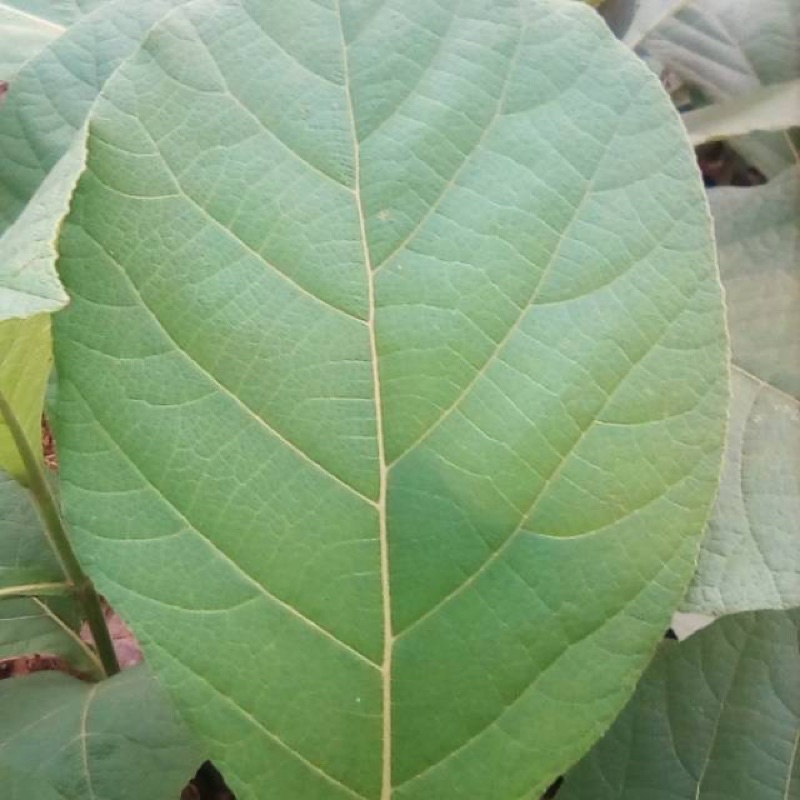 

daun jati segar 500gr