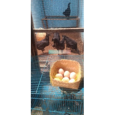 Telur Ayam Cemani Lidah Hitam