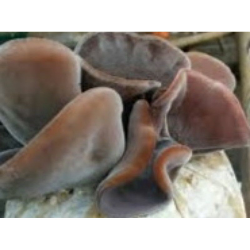 

JAMUR/KUPING/NIURAME