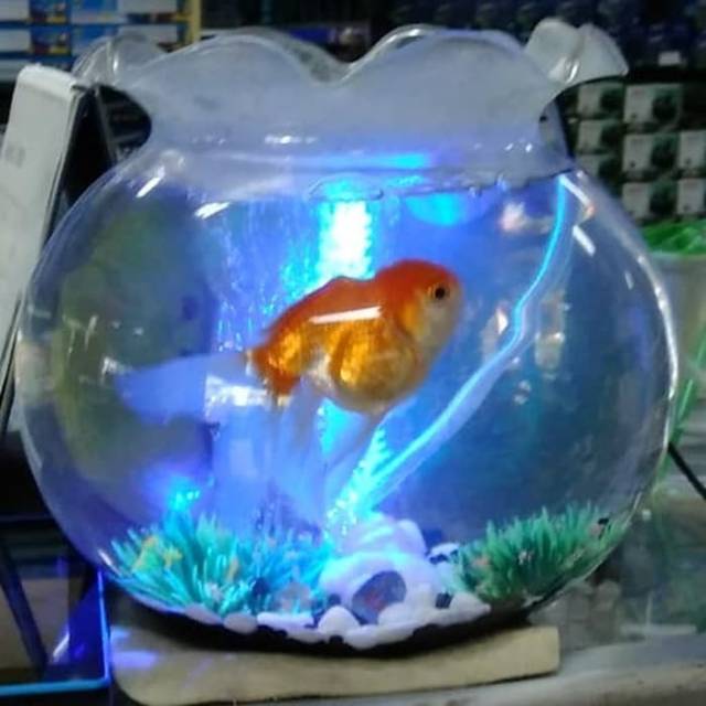 Lampu Aquarium Bulat Kecil - LAMPUKITA