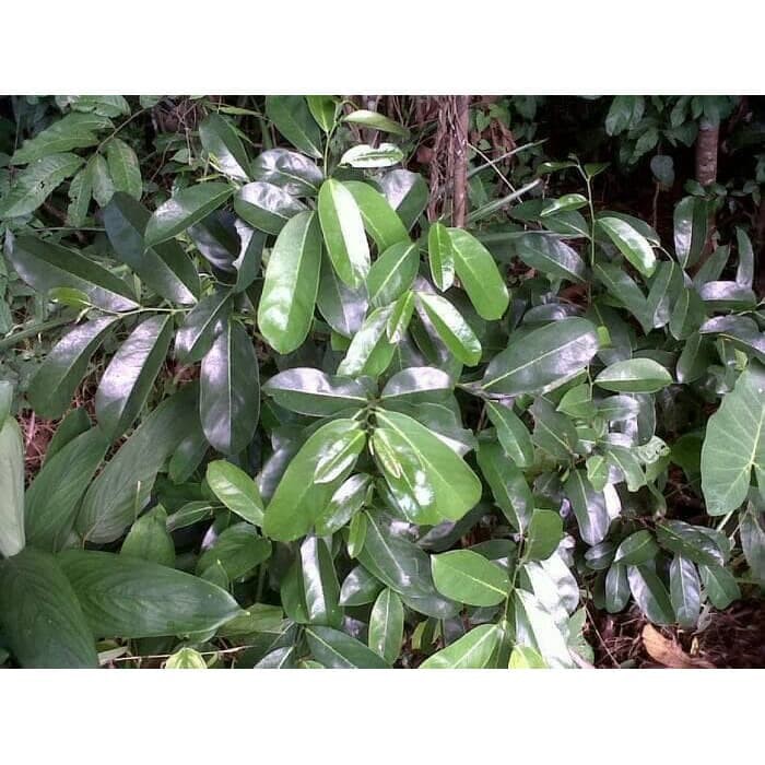 

Daun Sirsak Segar dan Aman dikonsumsi ( BEBAS Peptisida )