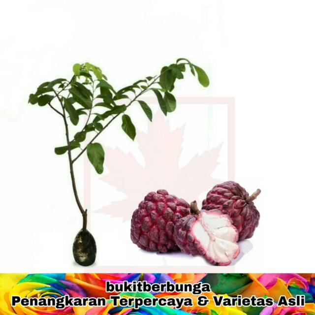 Tanaman Buah Srikaya Merah