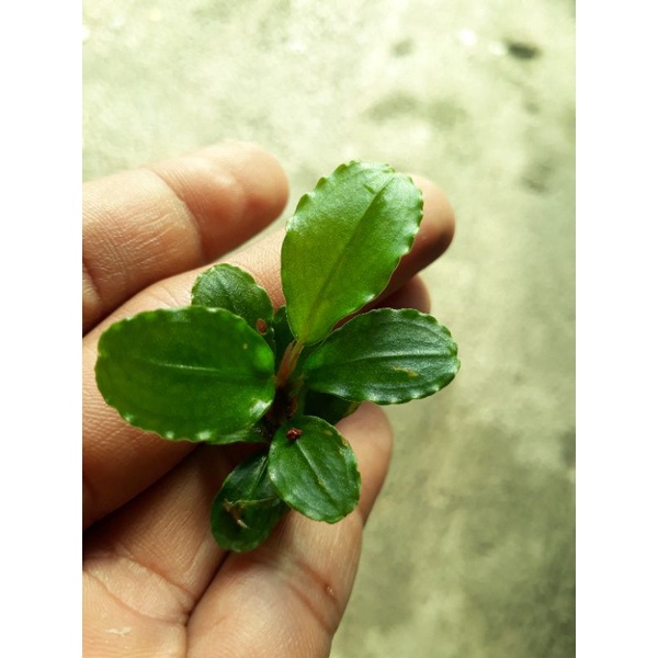 Bucephalandra Brownie Helena tanaman aquascape tanaman low co2 low light