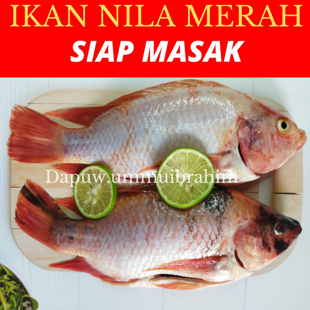 

Ikan Nila Segar Siap Goreng Masak