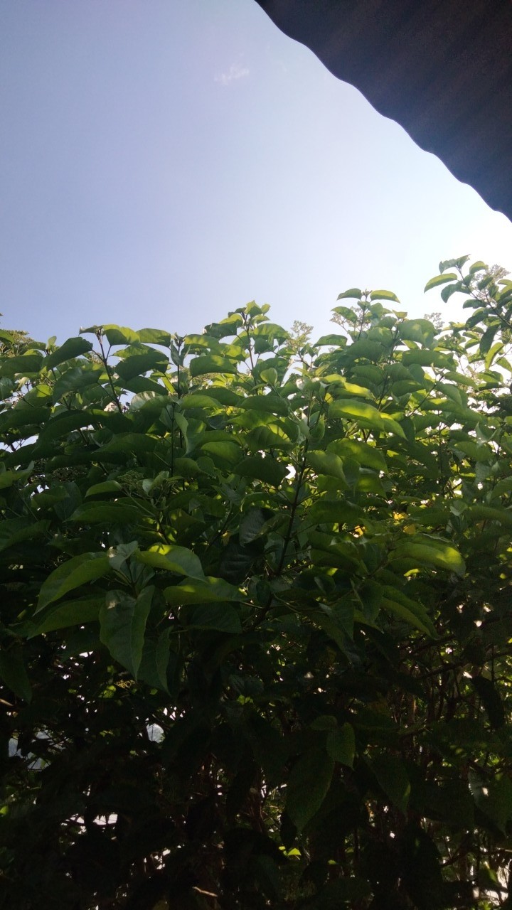 Shopashop Solo Batik Kebaya Couple Glenca Payet Free Selendang