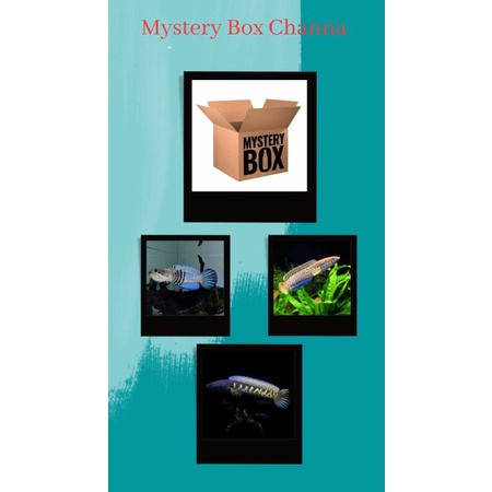 Channa promo mysteri box auranti,andrao,asiatica,blue pulcra,red sampit,red barito,bleheri