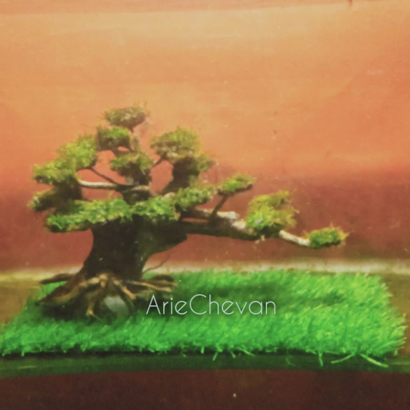 hiasan aquarium aquascape pohon bonsai miring siap pasang bonus rumput dasar sintetis