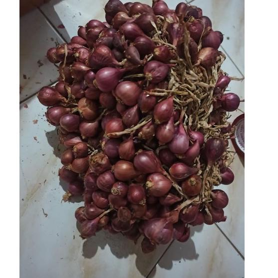 Paling Disukai.. BIBIT BAWANG MERAH BREBES 1KG