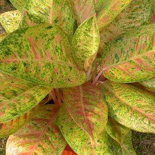 Aglonema bigroy big roy Shopee Indonesia Aglonema bigroy big roy Shopee Indonesia