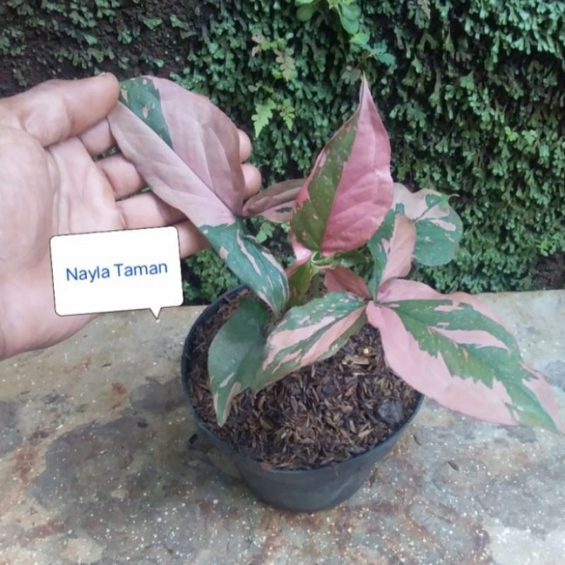 Syingonium Pink Flash Tanaman Hias Syingonium