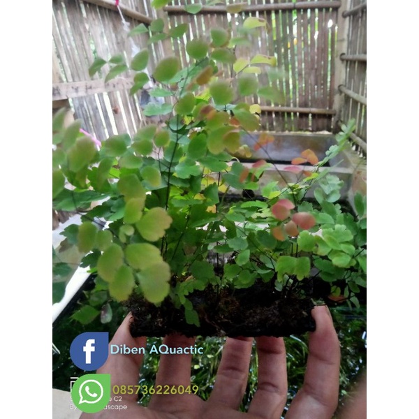 paludarium suprill pink dekorasi akuarium