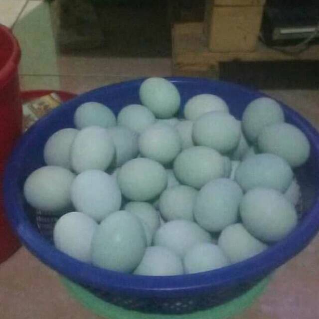 

Telur bebek mentah berkualitas