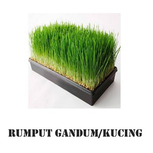 BENIH/BIBIT RUMPUT KUCING/CAT DRASS/WHEATGRASS/ANTI HAIRBALL/DETOKSINASI