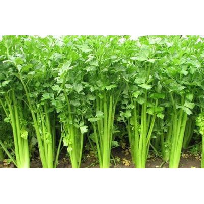 

Benih Bibit Sayur Seledri Eceran Mutu Terjamin Murah