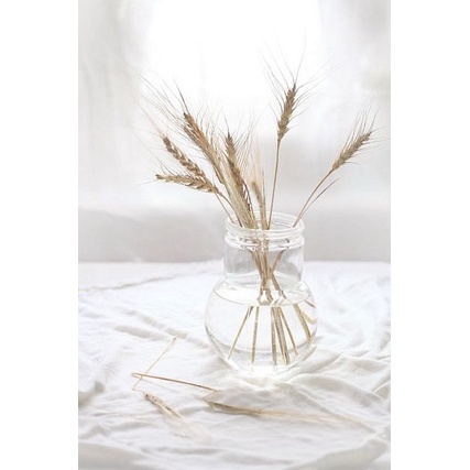 (TERMURAH) Dried Flower Wheat /Gandum (Import)