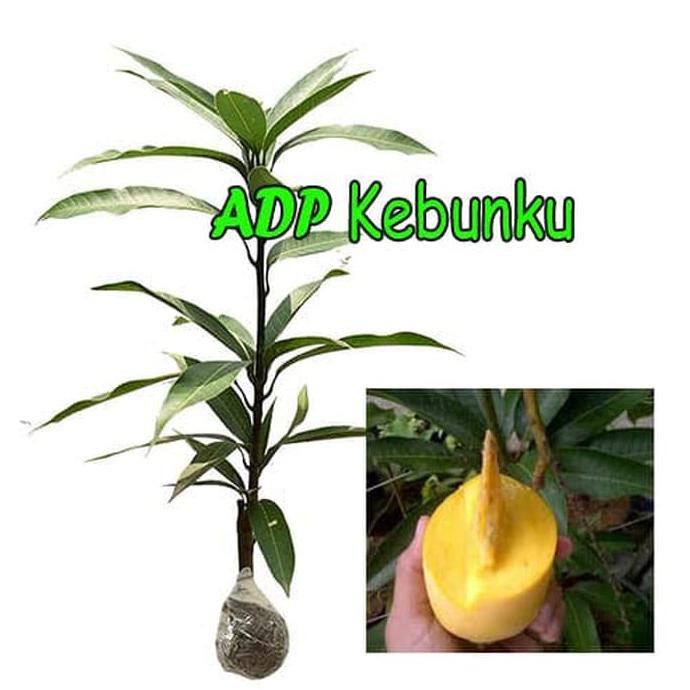 BIBIT TANAMAN BUAH MANGGA COKANAN BIBIT BUAH