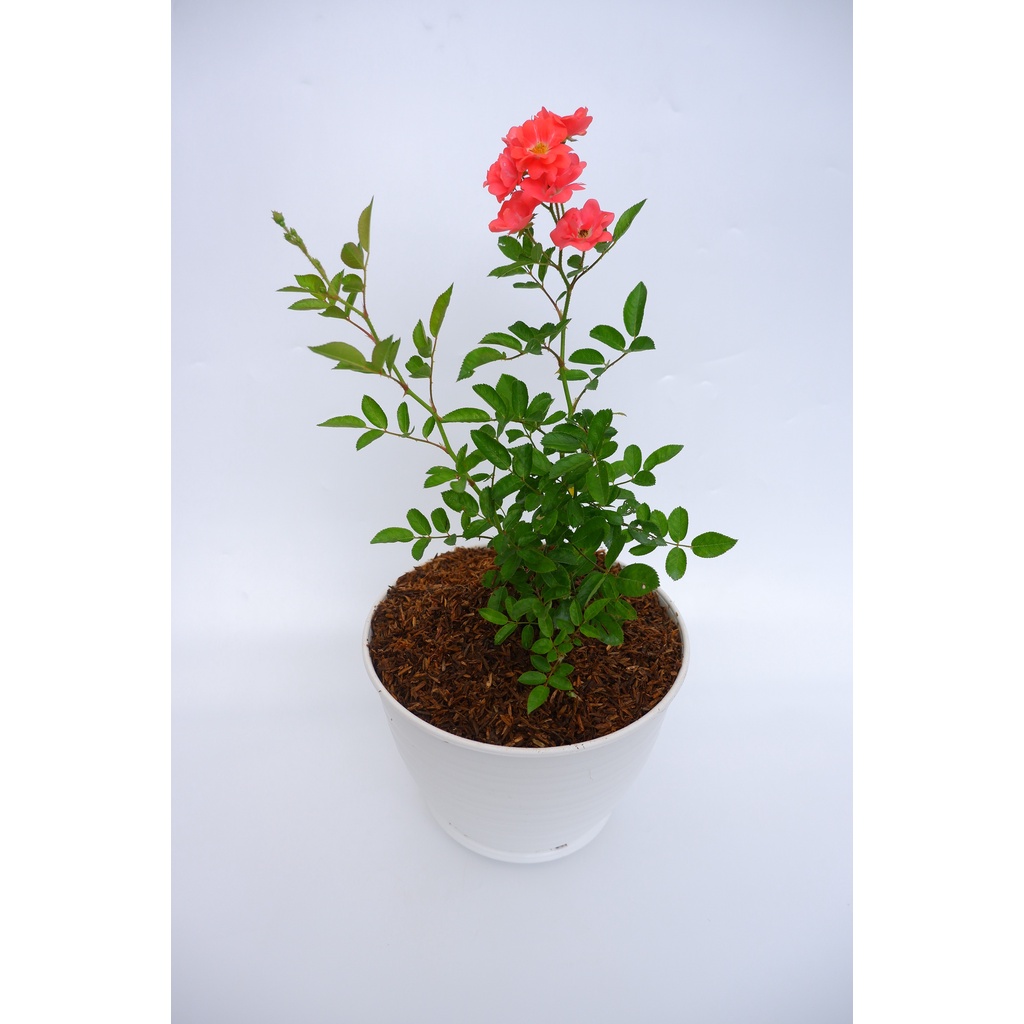 Bunga Mawar Rambat - Sudah Berbunga - Climbing Rose - Tanaman Hias